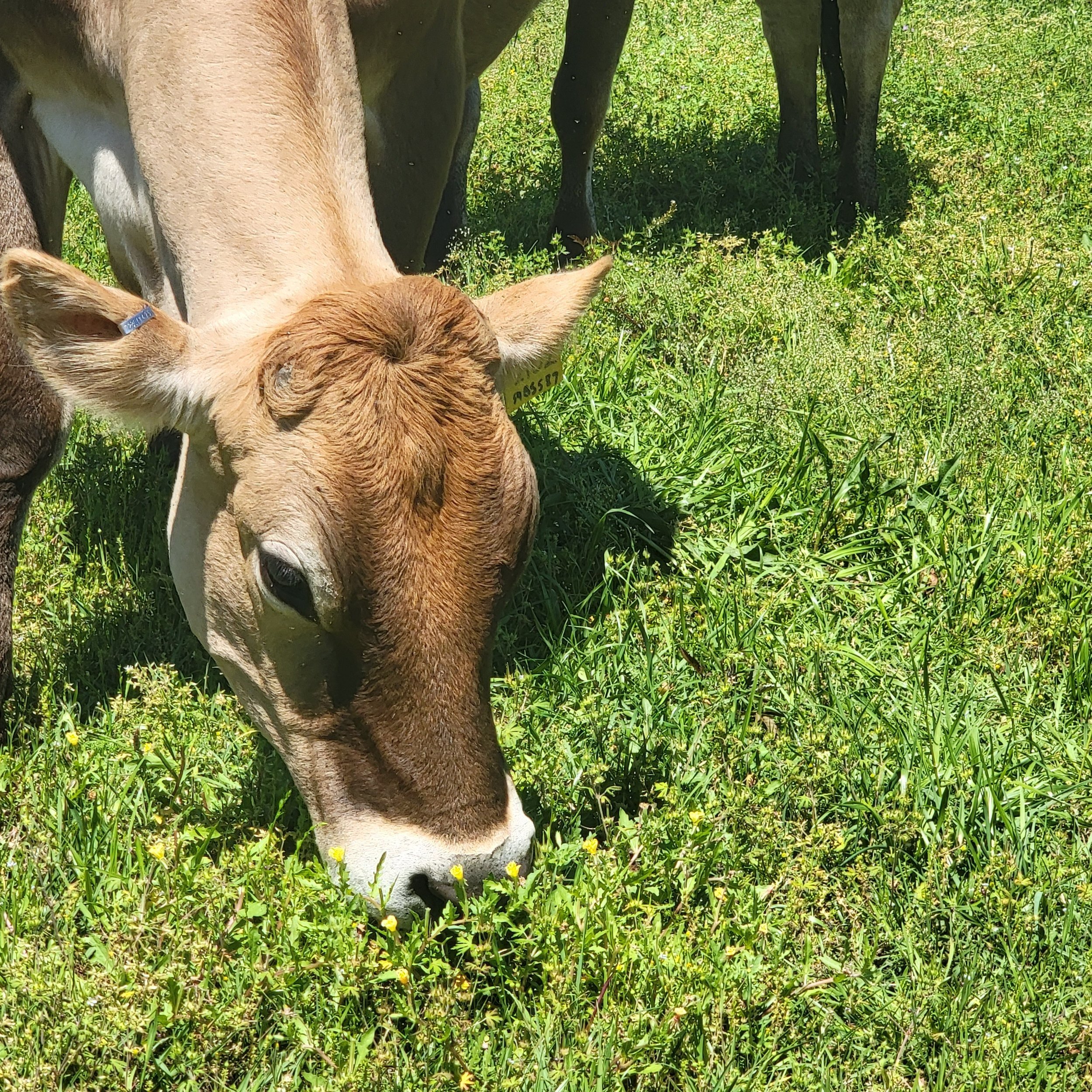 Close-up of a brown cow grazing on lush green grass in a sunny pasture, showcasing its features and ear tag.