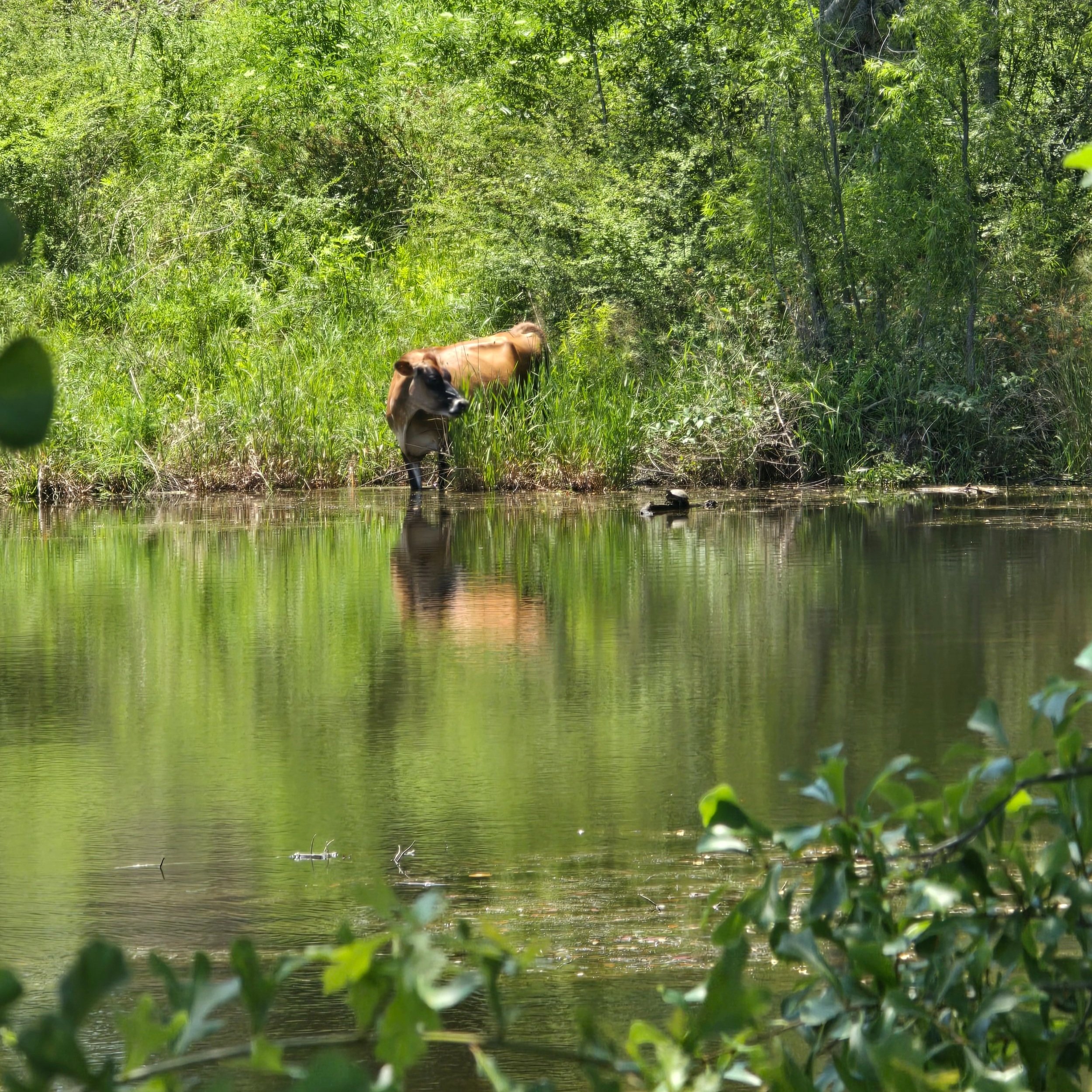 Cow standing at the edge of a serene pond surrounded by lush greenery, reflecting the natural landscape in the water.