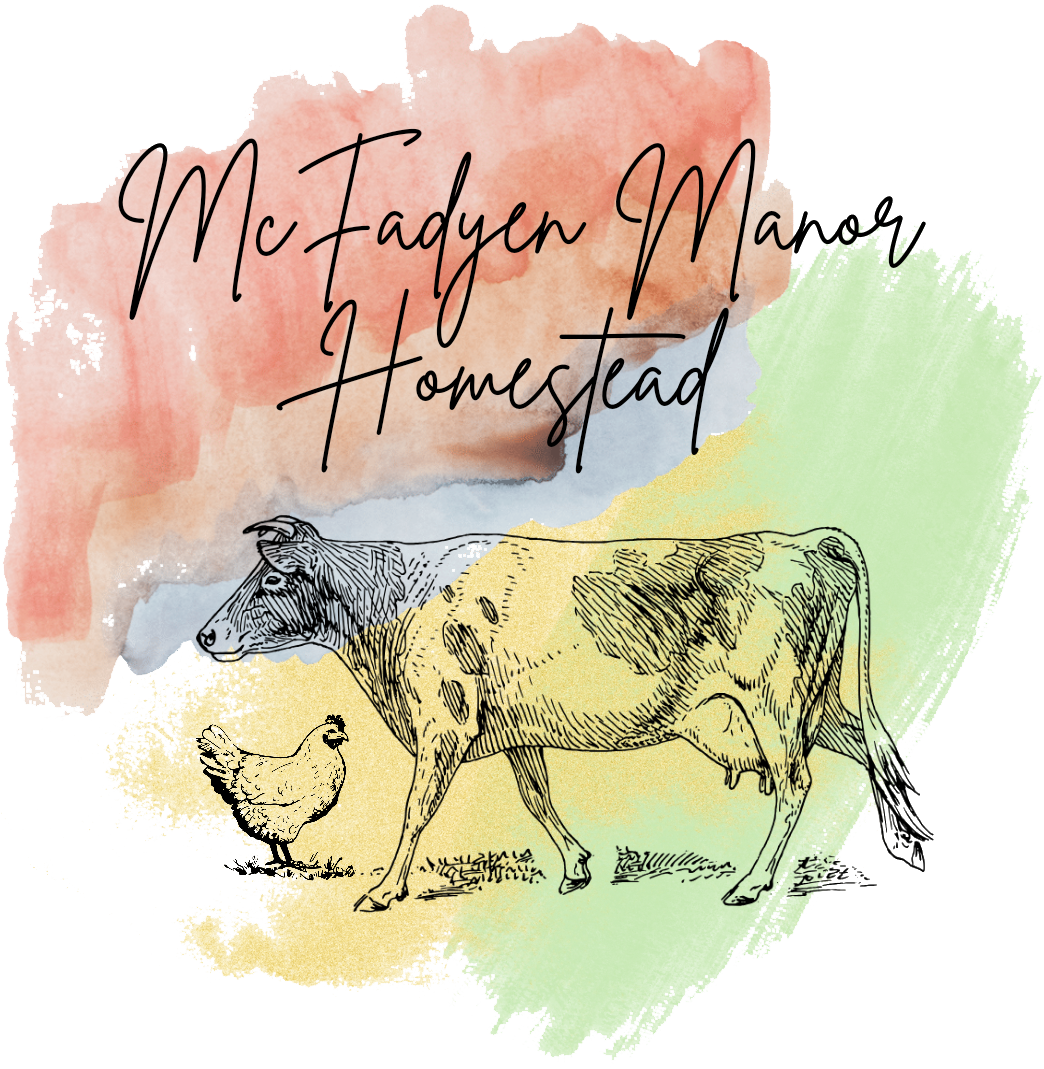 Illustration of a cow and a chicken in front of a colorful watercolor background, featuring the text "McFadyen Manor Homestead," representing a rustic farm lifestyle and homesteading activities.